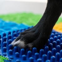 Sensorik Strukturmatten für Hunde Puzzle "Mega Mix" 18 Elemente