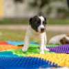 Orthopädische Sensorik Strukturmatten  für Hunde "Puzzle" 14 Elemente + 8 Dreiecke